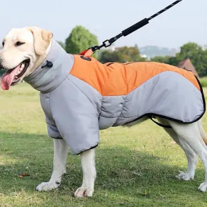 Dog Warm and Cozy in Style
